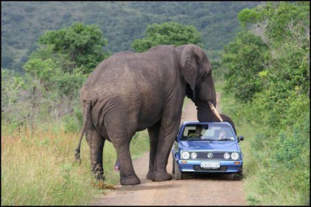 Operação Stop na Selva!